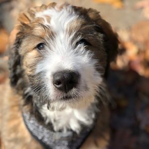 Meet your Posher, Phillip